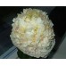 Пион Paeonia Quitzin